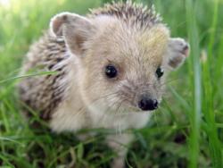 thumb_pre_1418931646__eared-hedgehog-2.j