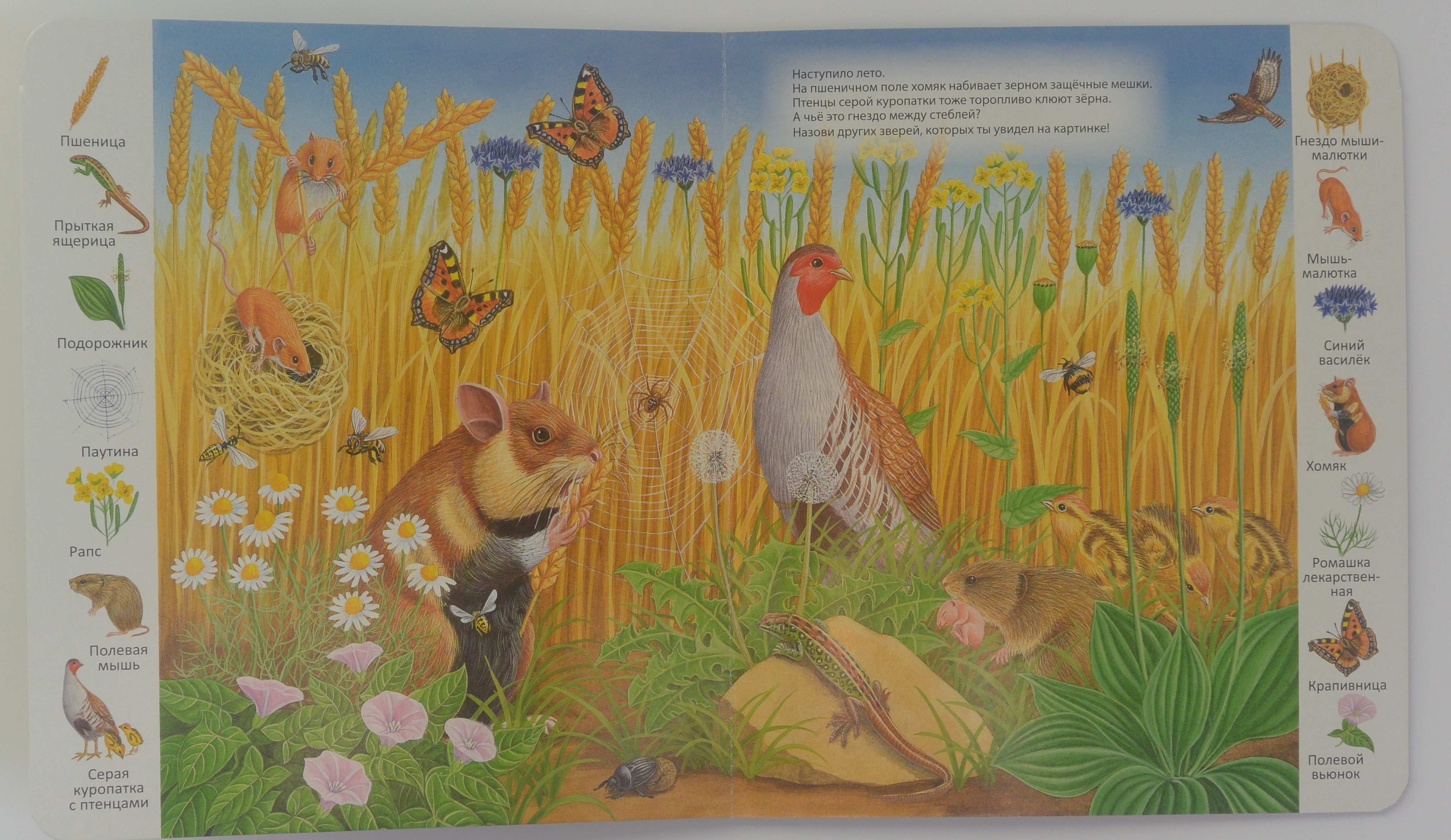 Природное сообщество животный мир. Природные сообщества для дошкольников. Обитатели и растения полей. Животные лугов для дошкольников. Картины с изображением природных сообществ.