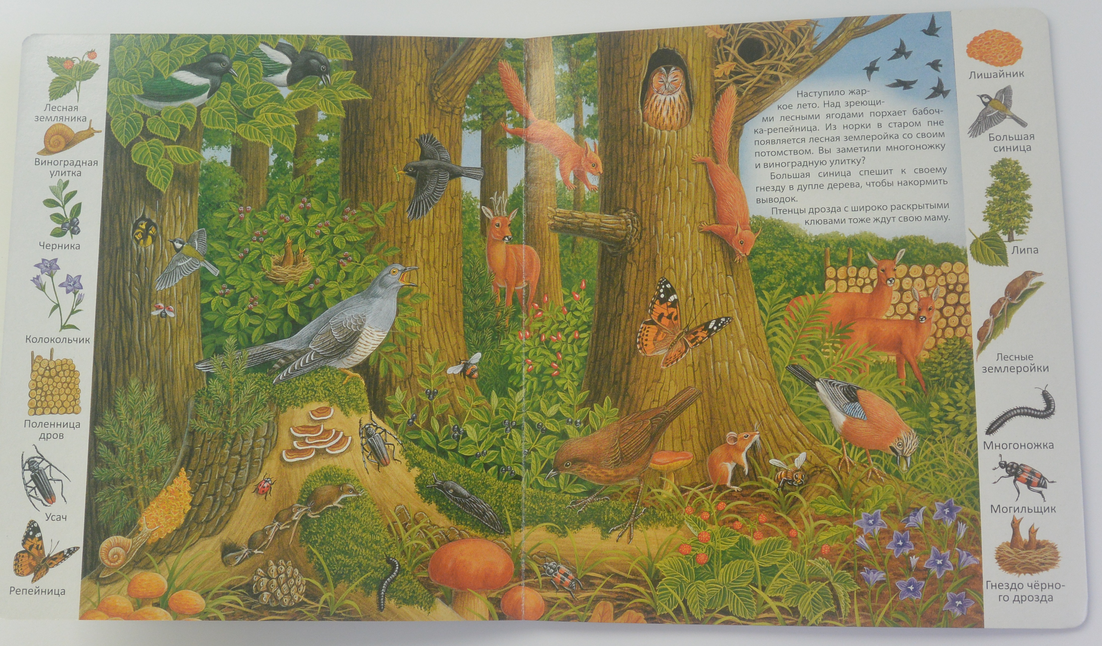 Произведение голос в лесу. Книги о лесе для детей. Детская книга про лес. Малыши. В лесу. Книжка в лесу.