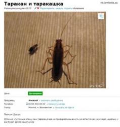 thumb_pre_1426664537__uvkkwephpzg.jpg