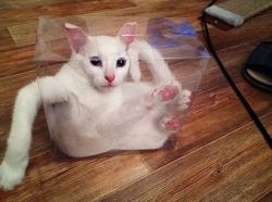 thumb_pre_1428445151__2.jpg