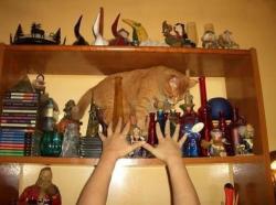 thumb_pre_1428445269__9.jpg