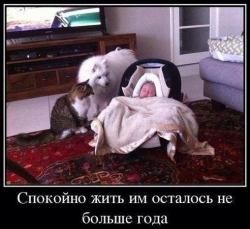 thumb_pre_1428515179__bymnmde5kxs.jpg