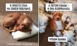 thumb_pre_1430207406__getimage_5.jpg