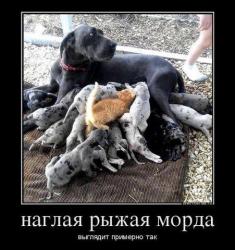thumb_pre_1430207406__image_5.jpg