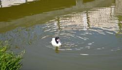 thumb_pre_1436454033__dsc_0399.jpg