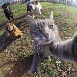 thumb_pre_1448207237__1.jpg