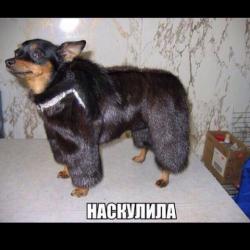 thumb_pre_1449688437__---2413723.jpeg