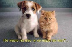 thumb_pre_1450895440__15.jpg