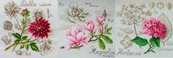 thumb_pre_1459016099__three_flowers.jpg