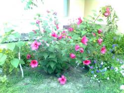 thumb_pre_1471122207__130820161588_1.jpg