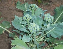 thumb_pre_1471936695__broccoli-sparjevay