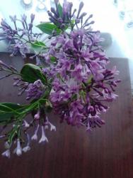 thumb_pre_1475907943__img_20161008_09274