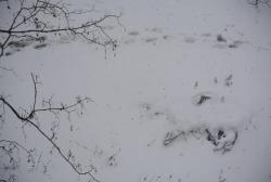 thumb_pre_1479026798__dsc_9242.jpg