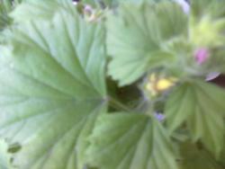 thumb_pre_1400651517__21052014288.jpg
