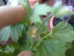 thumb_pre_1400651577__21052014291.jpg