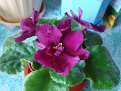 thumb_pre_1400847505__dsc07364.jpg