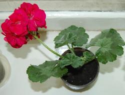 thumb_pre_1401045520__dsc_2042.jpg