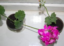 thumb_pre_1401045521__dsc_2046.jpg