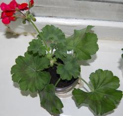 thumb_pre_1401045521__dsc_2047.jpg