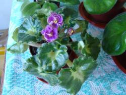 thumb_pre_1401100749__dsc07372.jpg