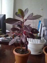 thumb_pre_1401105955__26052014302.jpg