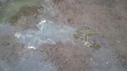 thumb_pre_1495201749__dsc_0152.jpg