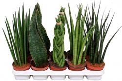 thumb_pre_1571909578__sansevieria-cilind