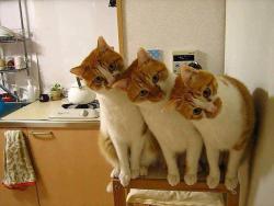 thumb_pre_1407177558__getimage.jpeg